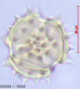 ISEM 1/Monticalia_vaccinioides_29074/Monticalia_vaccinioides_29074_0001(copy)_thumb.jpg